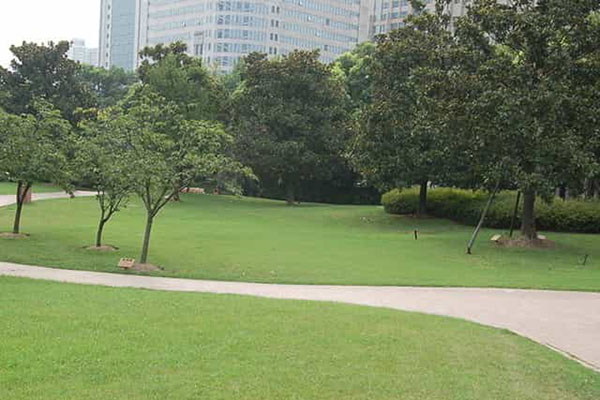 綠化養(yǎng)護(hù)如何成功移植植物？